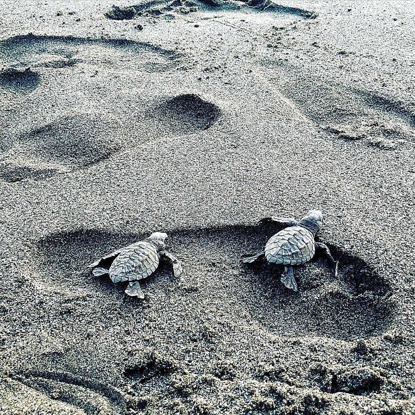Puerto Vallarta